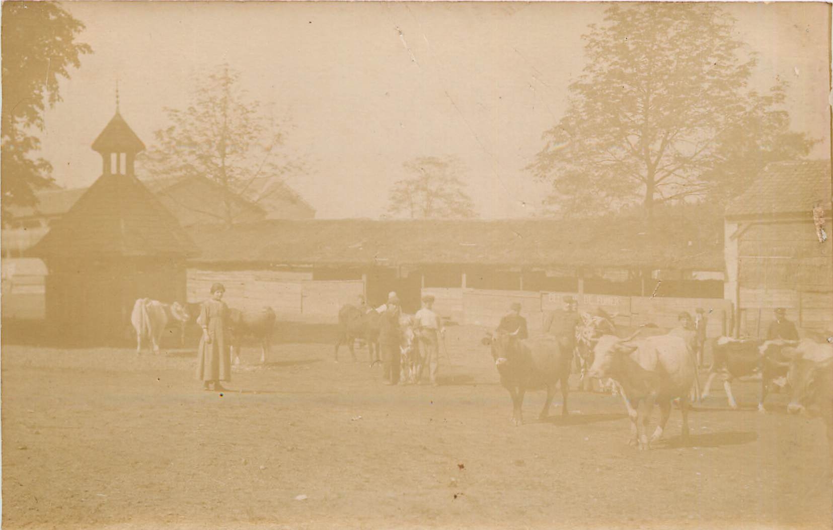 CARTE PHOTO Ferme Vaches