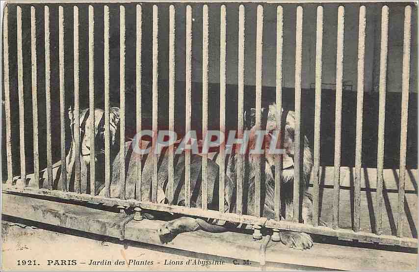 CPA Paris Jardin des plantes Lions d'Abyssinie