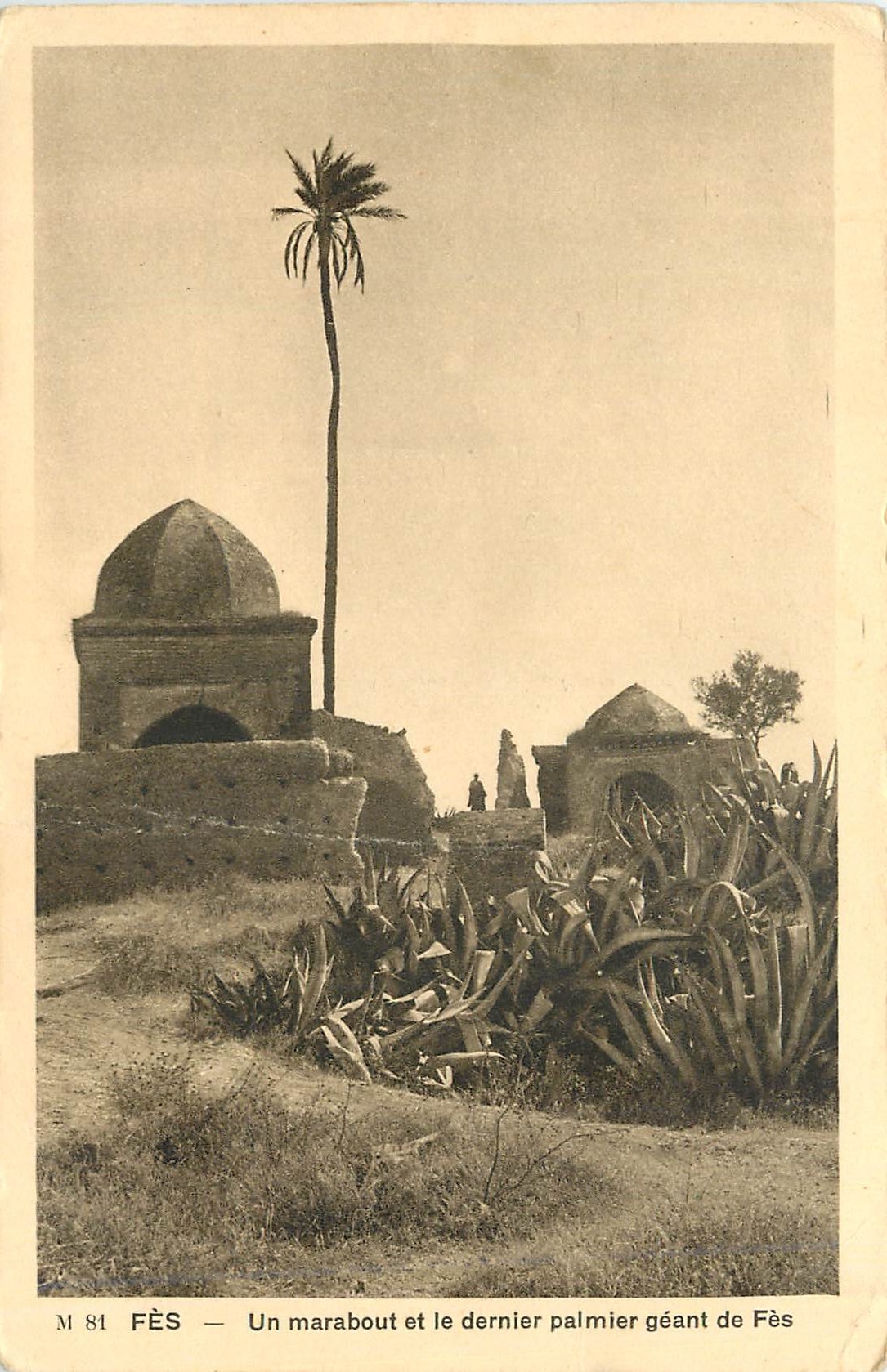 CPA Fes Un Marabout et le dernier palmier geant de Fes 