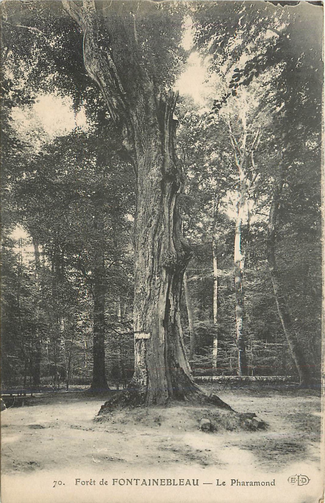 Forêt de FONTAINEBLEAU — Le Pharamond — Éditeur B.D. - Recto