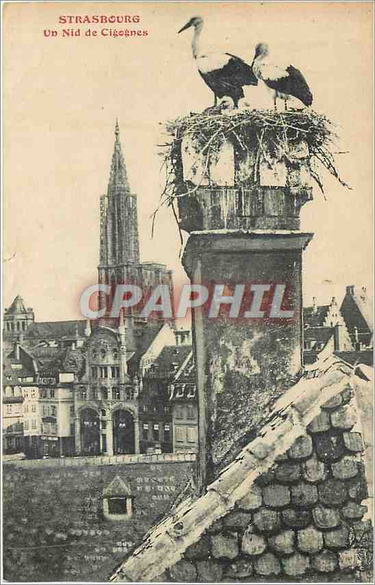 CPA Strasbourg Un Nid de Cigognes 