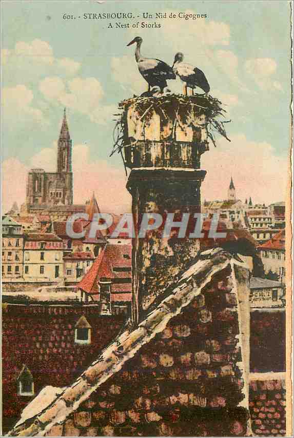 CPA Strasbourg Un Nid de Cigognes 