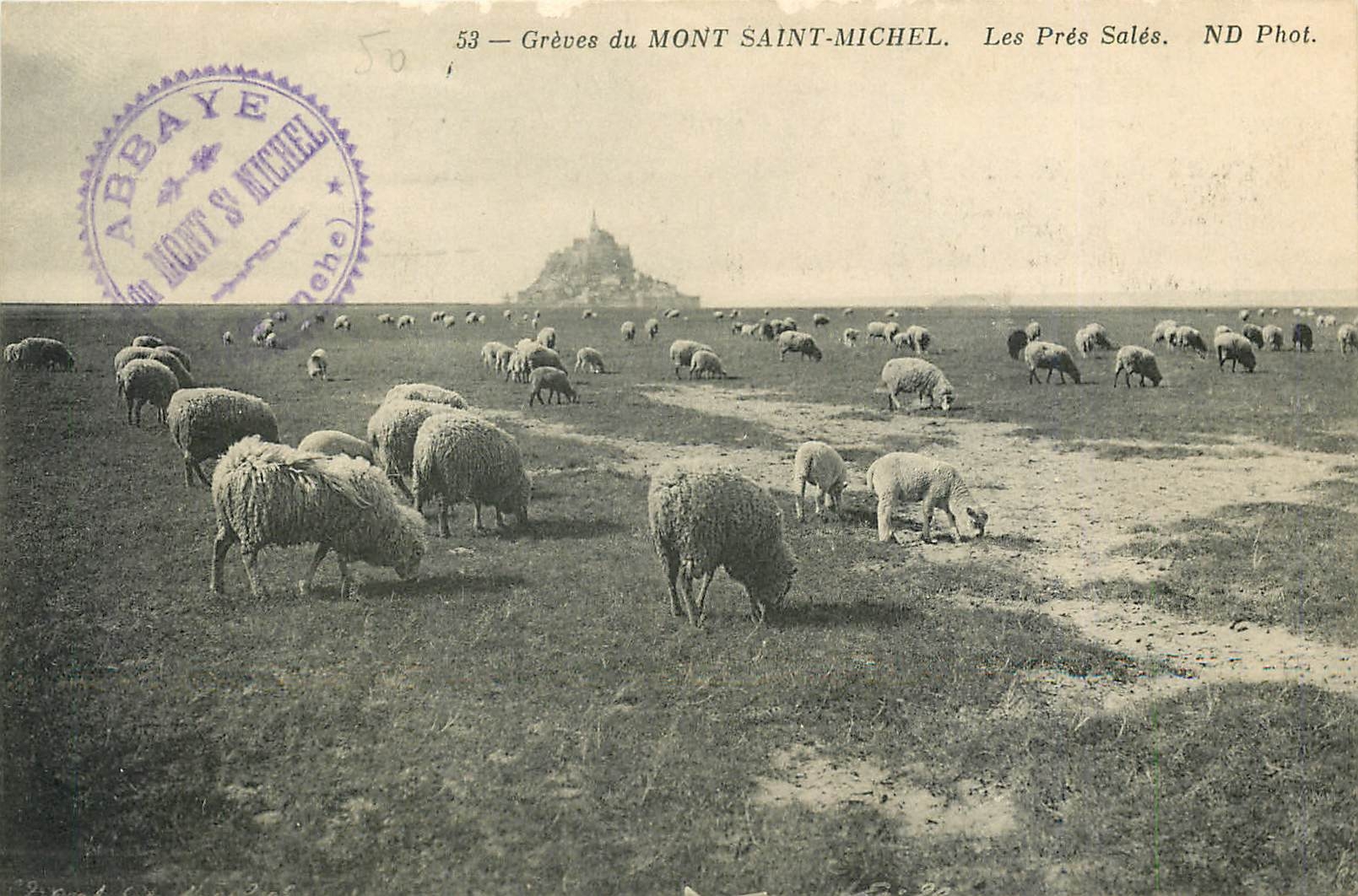 CPA Greves du Mont Saint Michel Les Pres Sales Moutons
