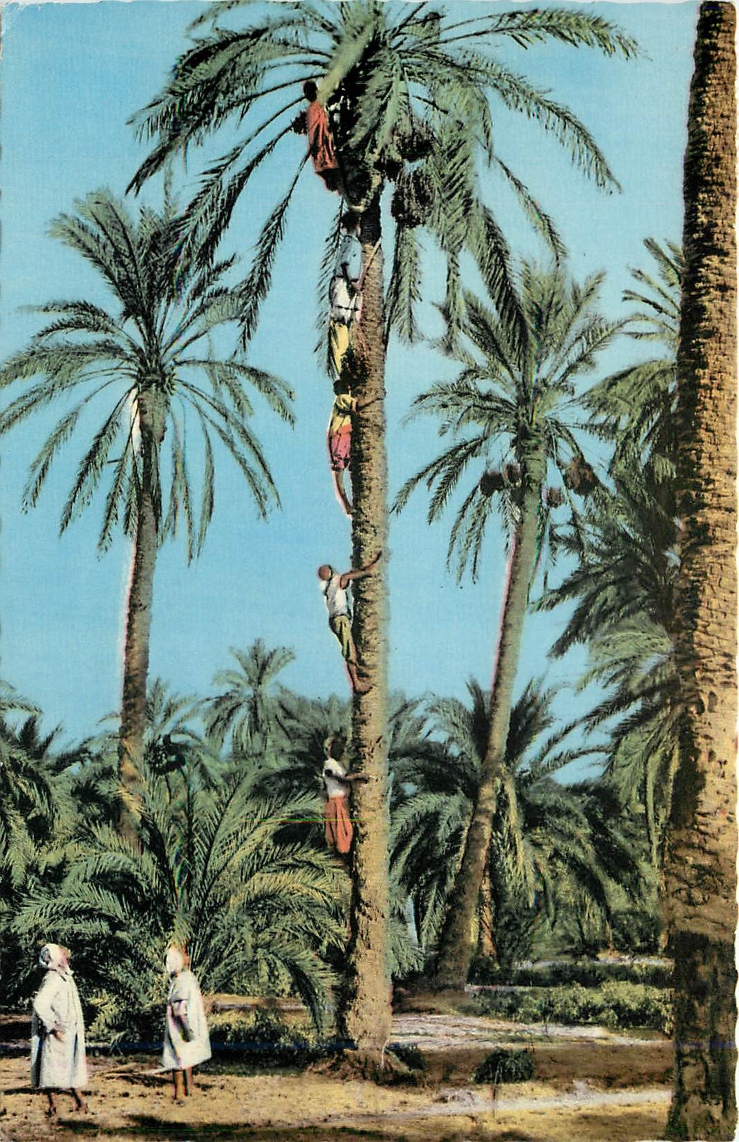 CPA Collection Artistique l'Afrique recoltes des Dattes