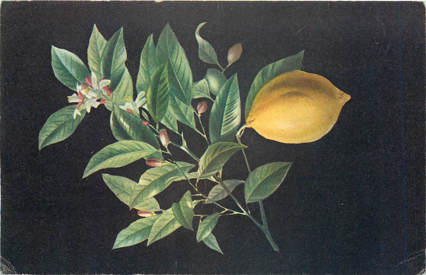 CPM Comite national de l'enfance 51 venue franklin D Roosevelt Paris VIII Fleurs Citron