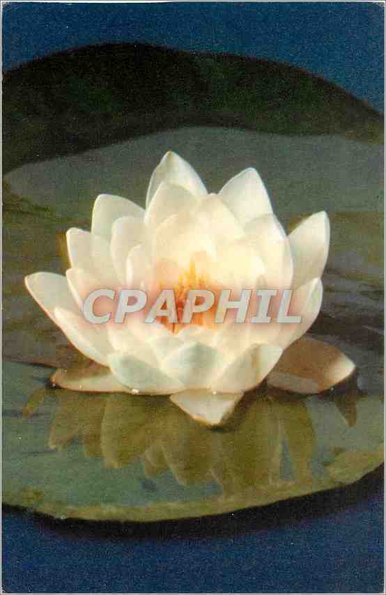 CPM Comite national de l'enfance 51 venue franklin D Roosevelt Paris VIII Fleurs Fleurs Laurier Rose