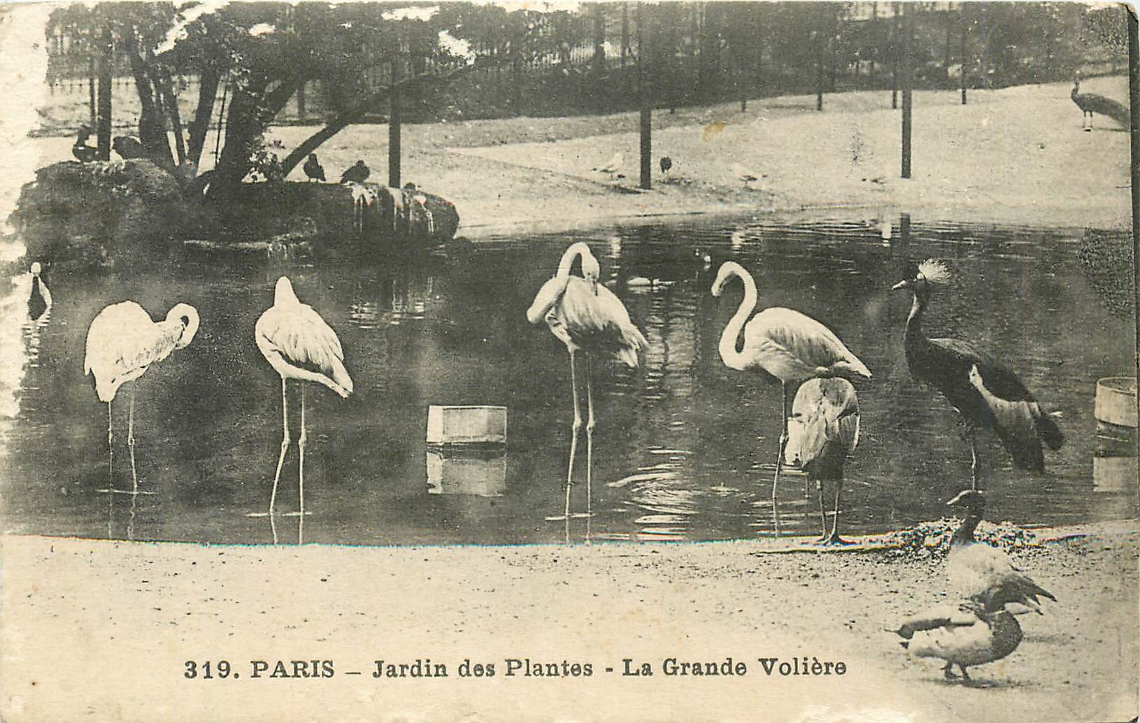 CPA ParisJardin des plntes la Grande Vloieres