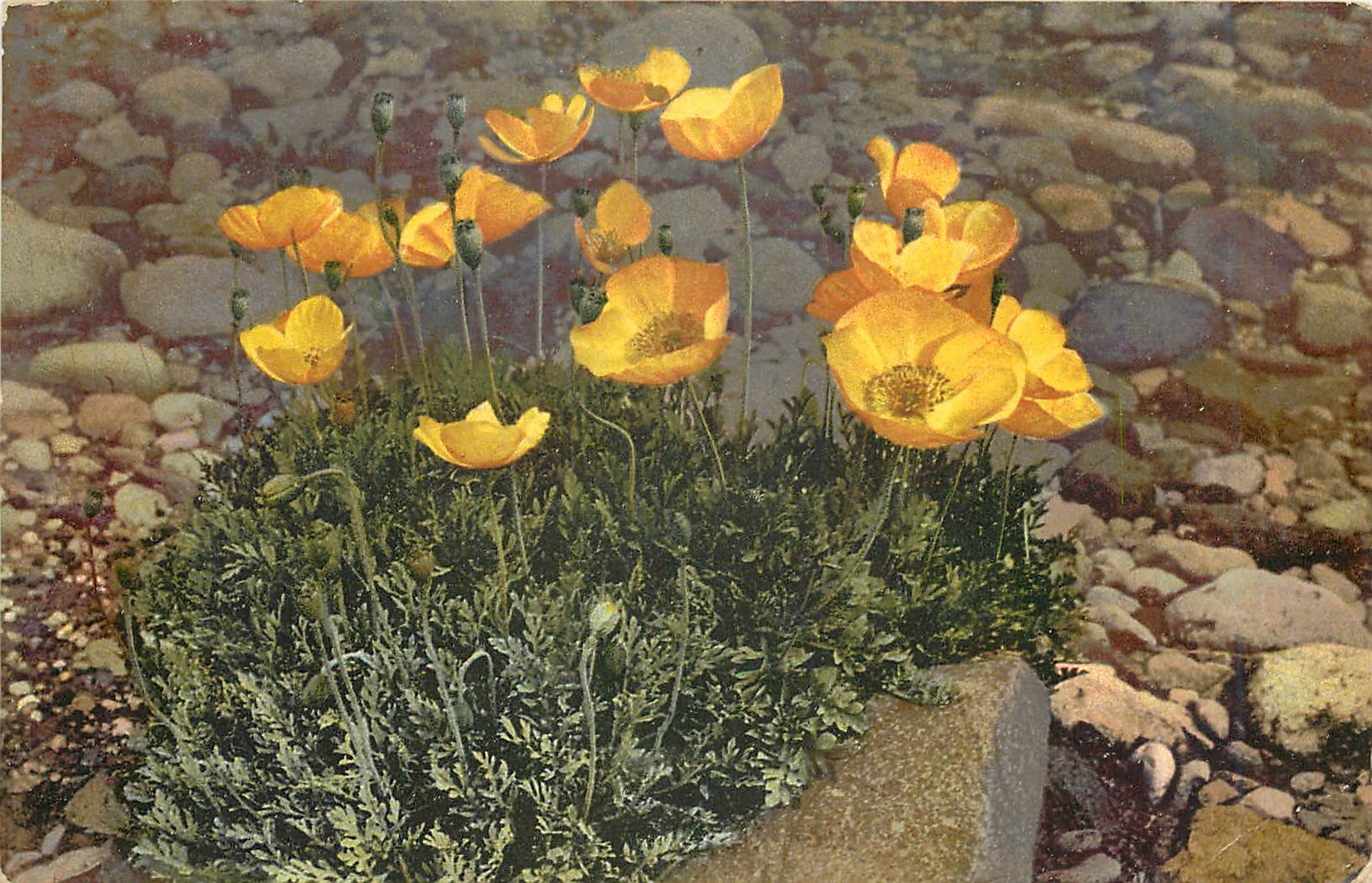 CPA Vœux Fleurs