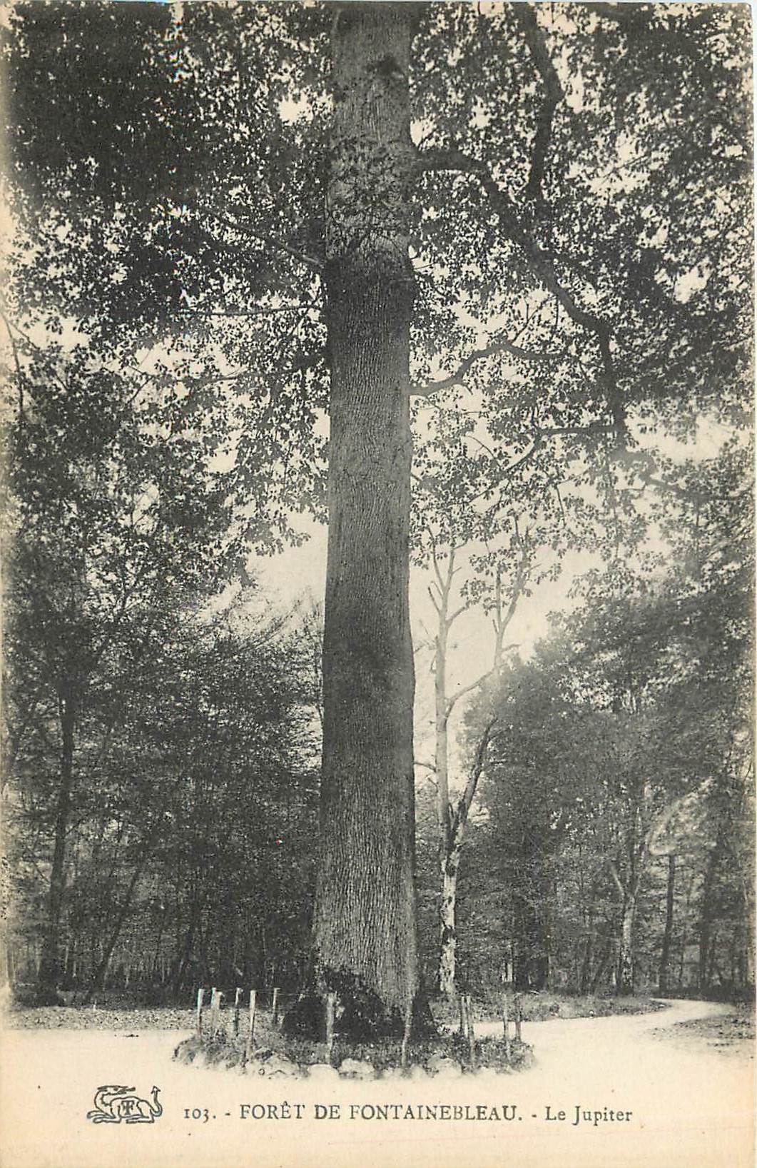 CPA Foret de fontainebleau le jupiter