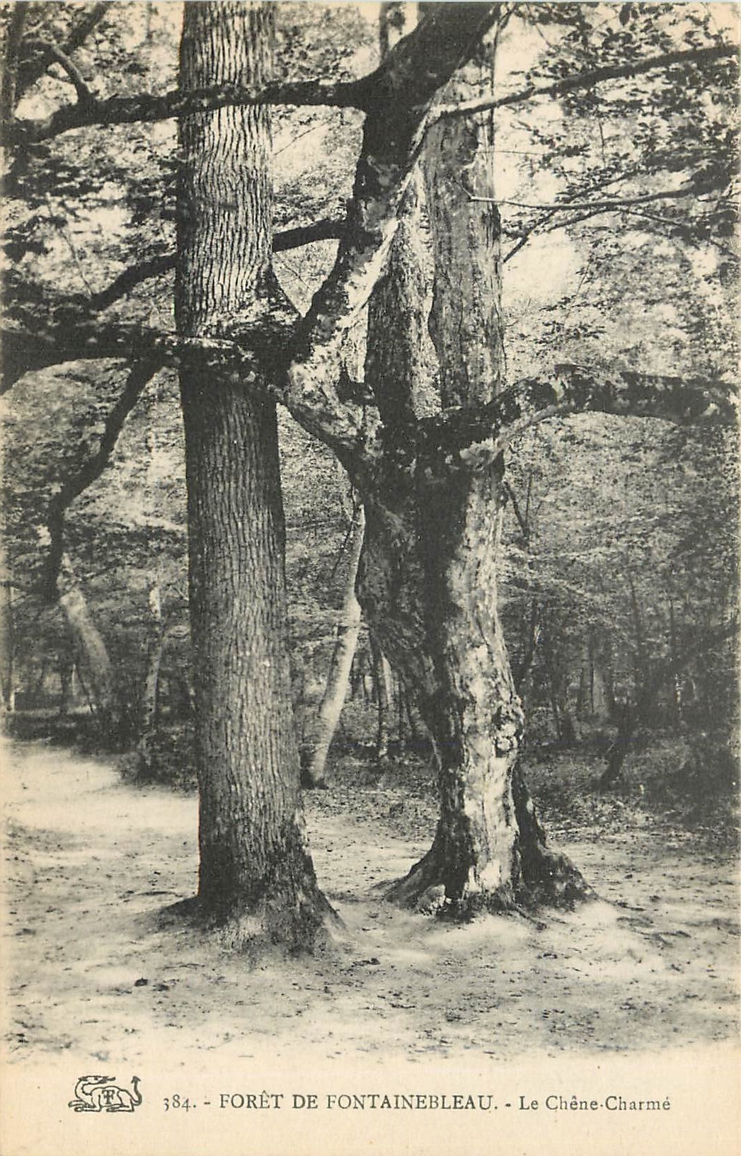 CPA Foret de fontainebleau Le Chene Charme