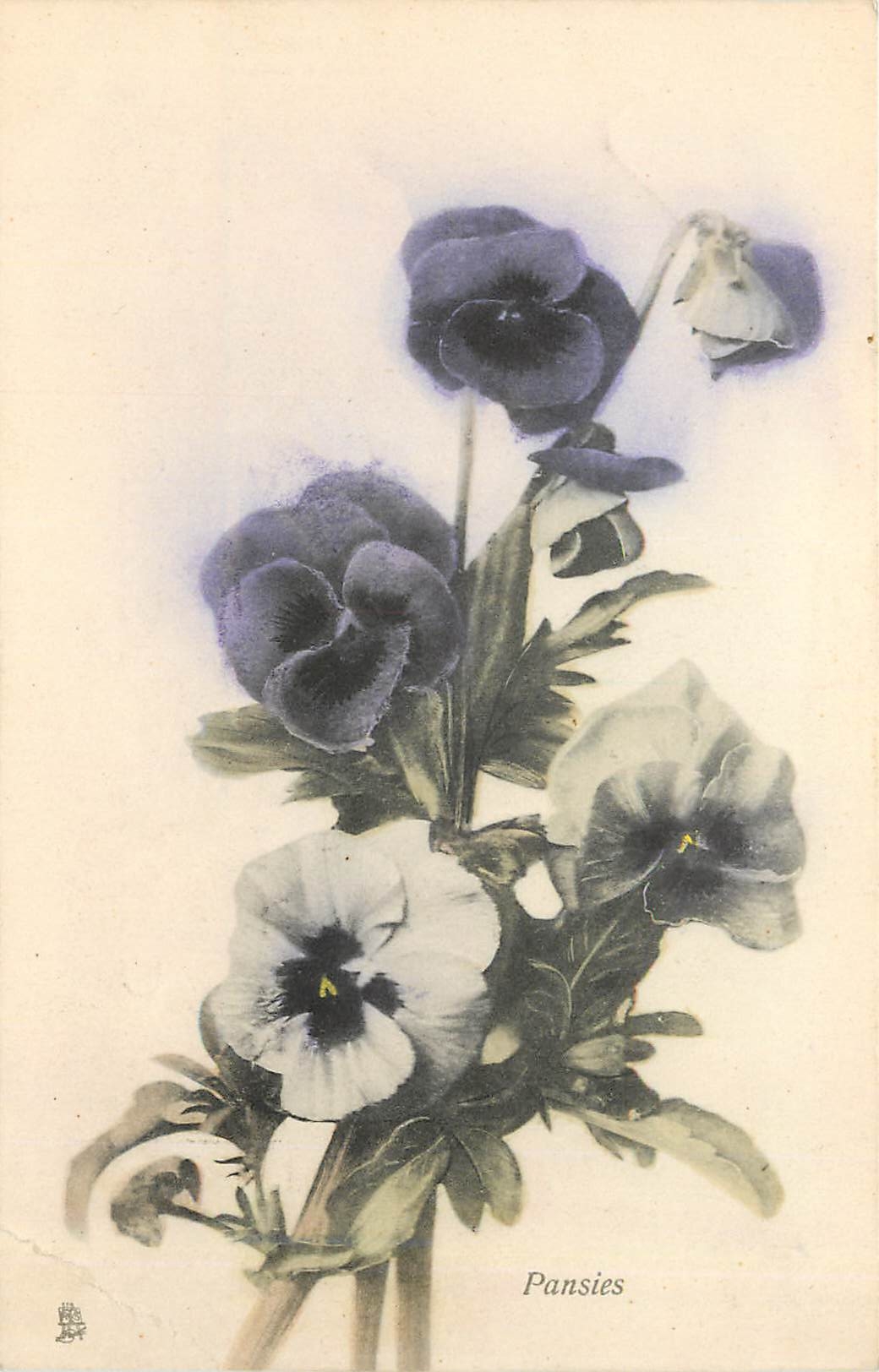 CPA Vœux Fleurs
