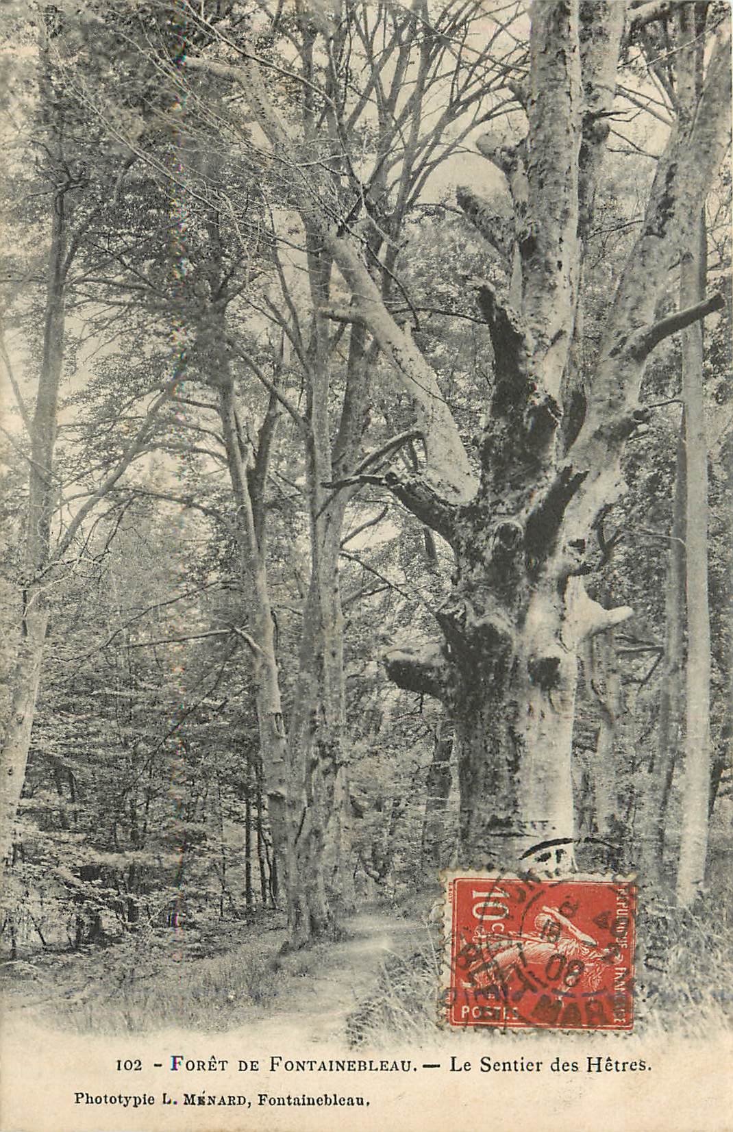 Forêt de Fontainebleau — Der Buchenpfad — Phototypie L. MÉNARD, Fontainebleau, n°102