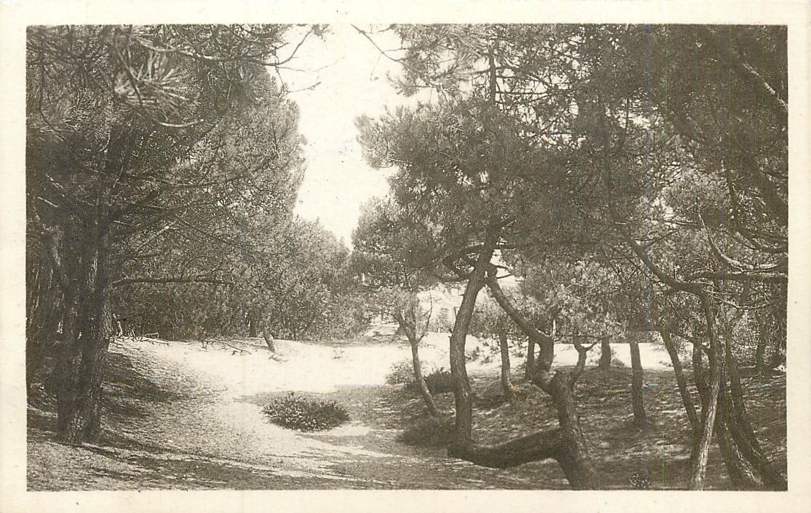CPA Le Touquet Paris Plage La Pinede et le Phare 