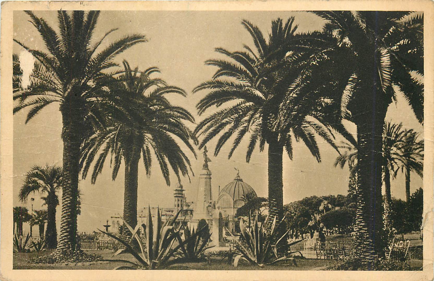 CPA Nice Alpes Maritimes Groupe de Palmiers du Jardin Albert 