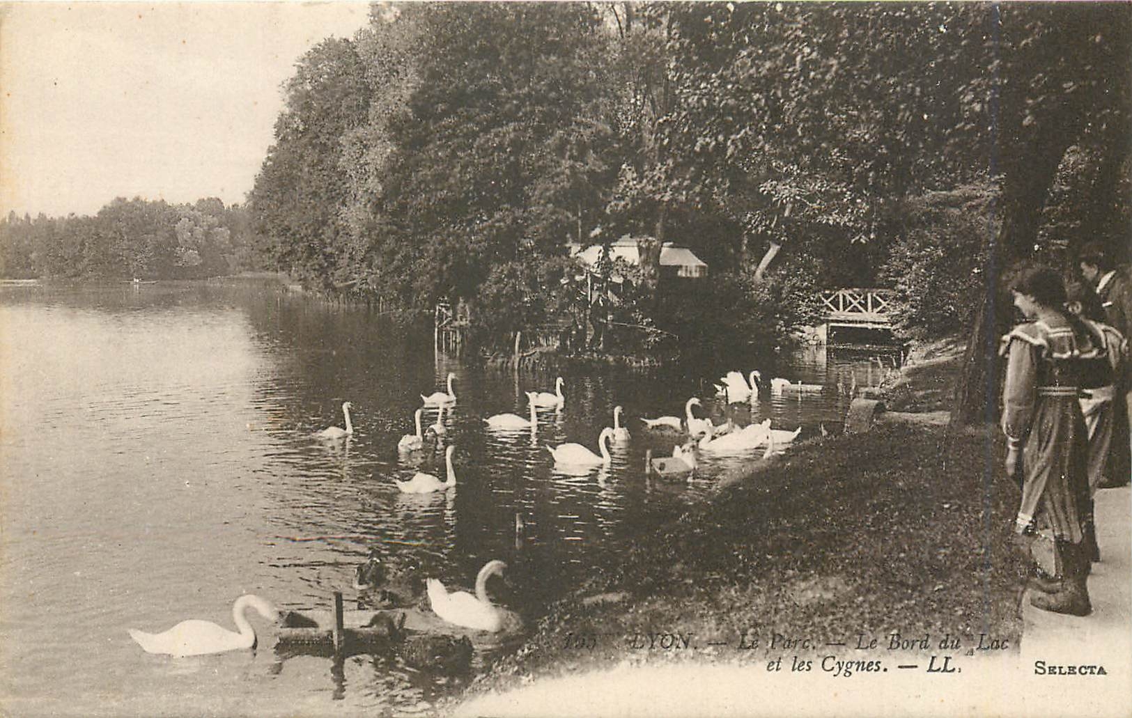 CPA Lyon Le Parc Le Bord du Lac et les Cygnes 