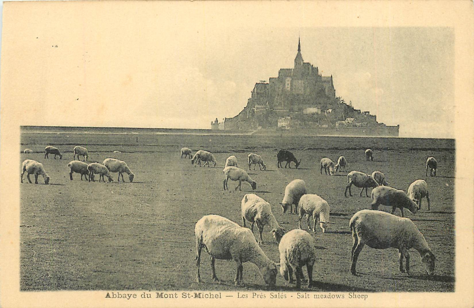 Abbaye du Mont St-Michel — Les Prés Salés - Salt meadows Sheep