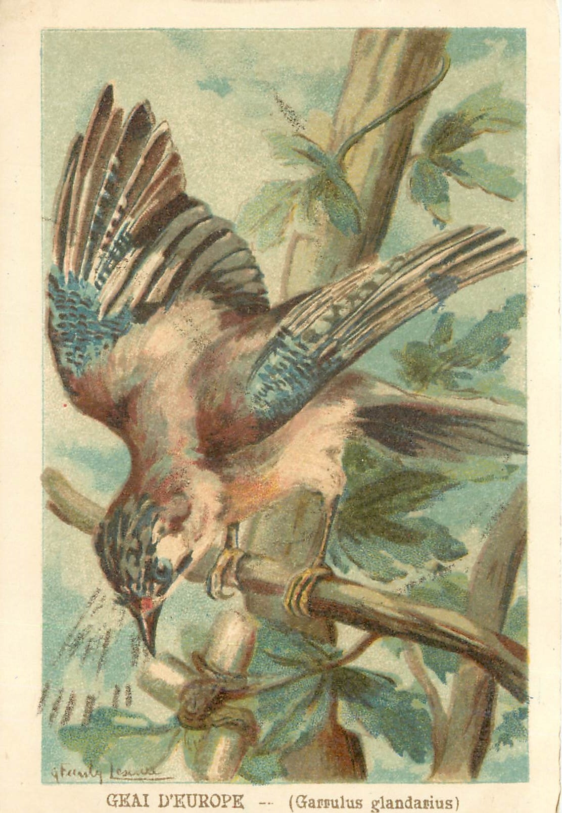 CPA Geai d'Europe Garrulus glandarius 