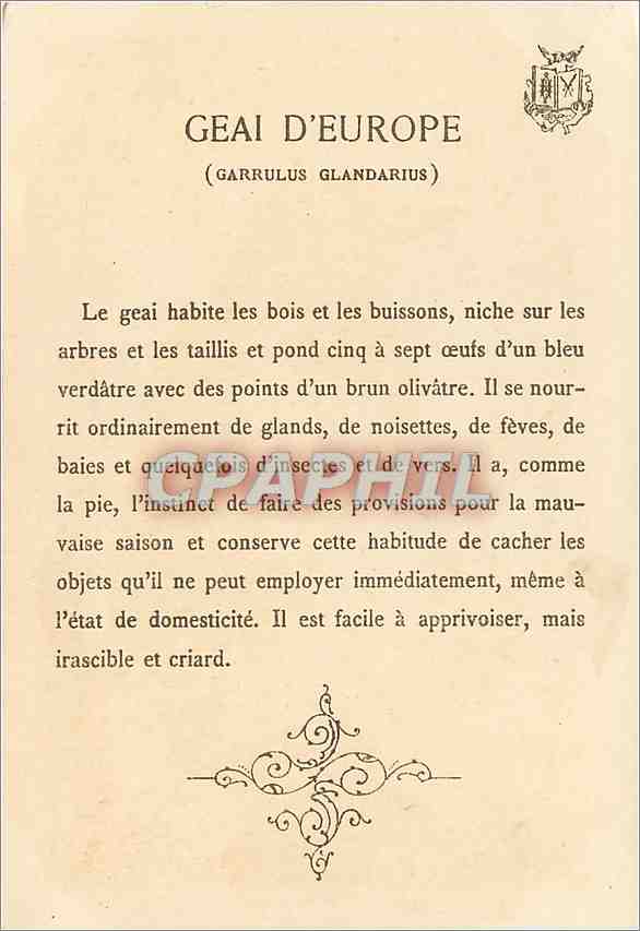 CPA Geai d'Europe Garrulus glandarius  — Rückseite