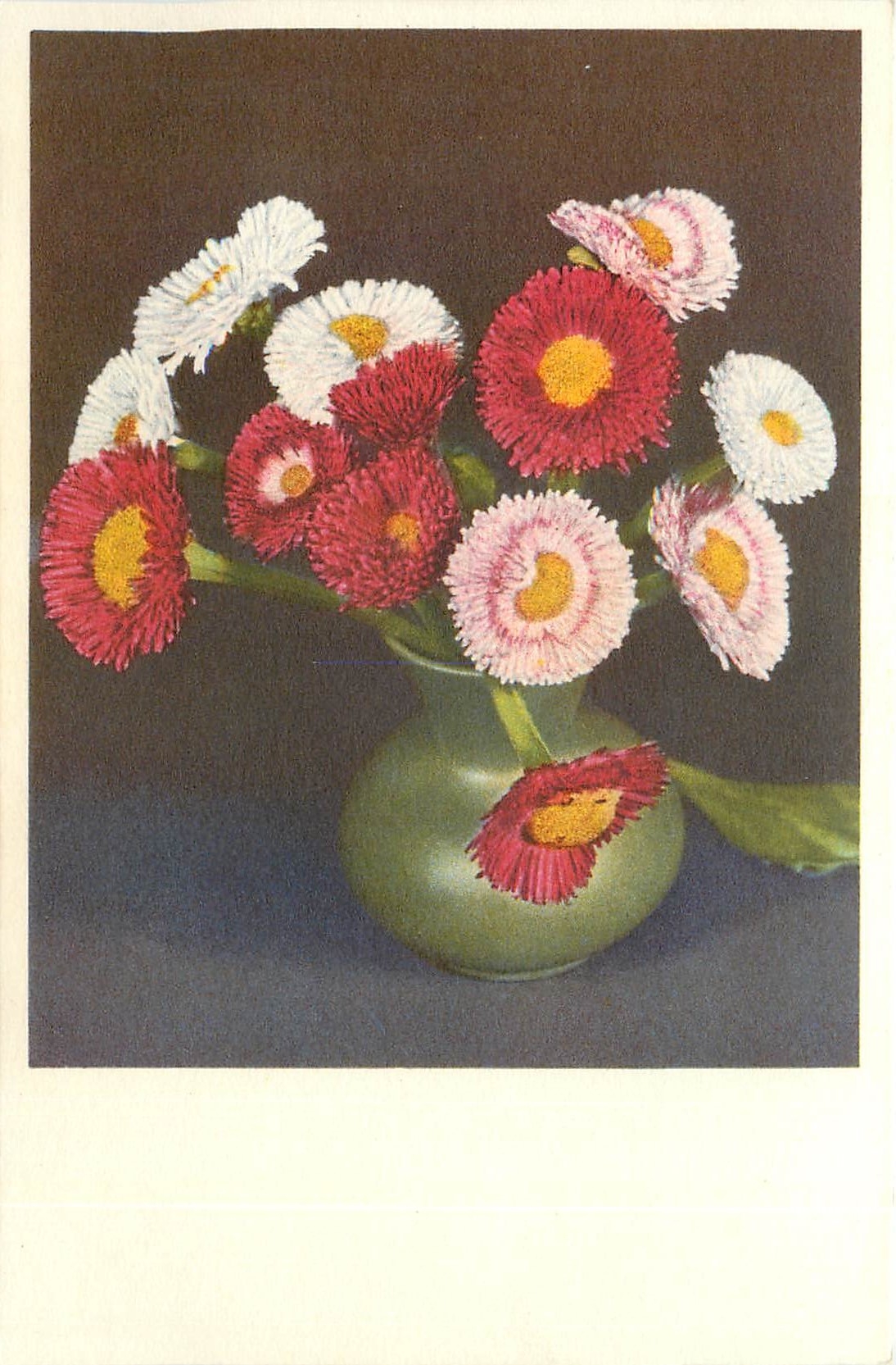 CPA Bellis perennis Paquerette 