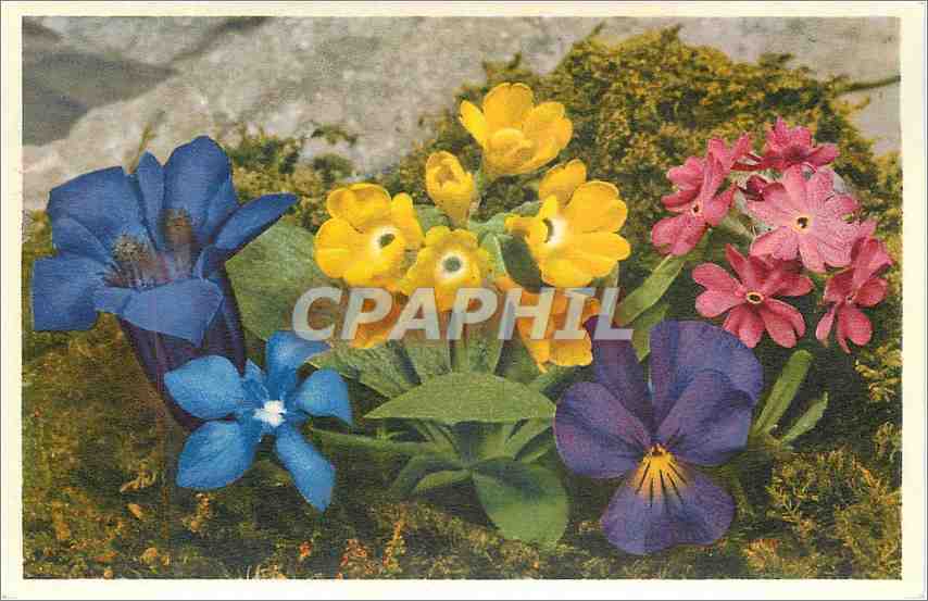 CPA Flora Alpine Flowers 