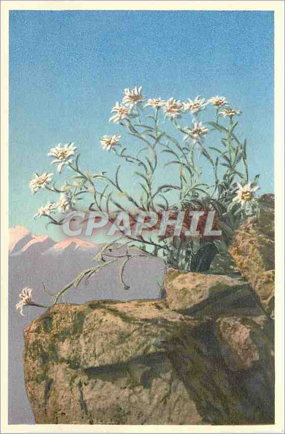 CPA Leontopodium alpinum Edelweiss Pied de lion 