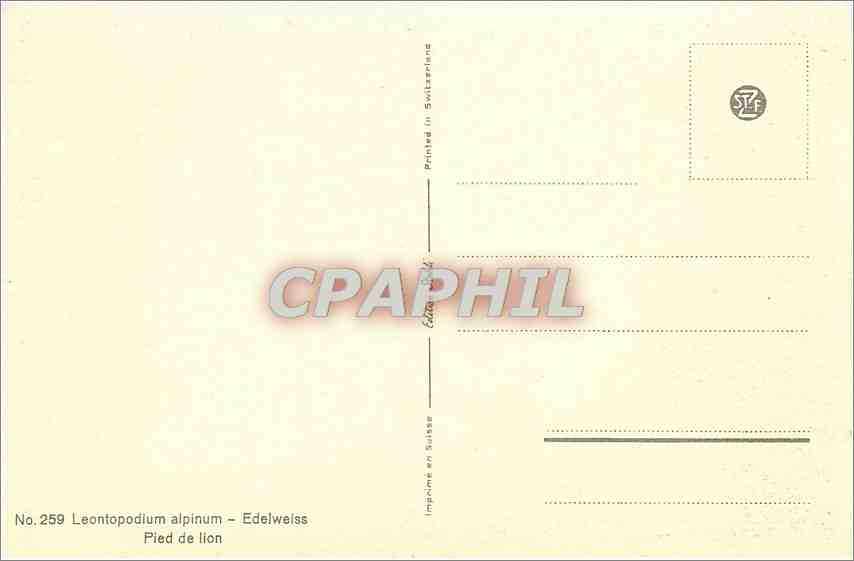 CPA Leontopodium alpinum Edelweiss Pied de lion  — Rückseite