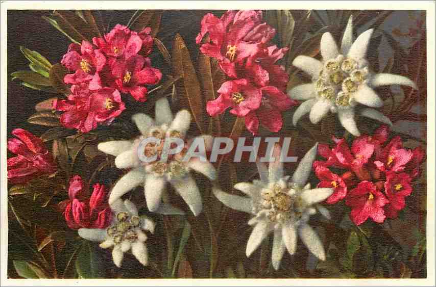 CPA Rhododendron ferrugineum 