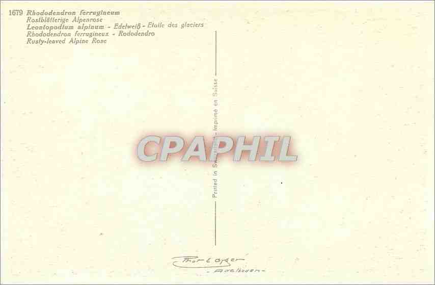 CPA Rhododendron ferrugineum  — Rückseite