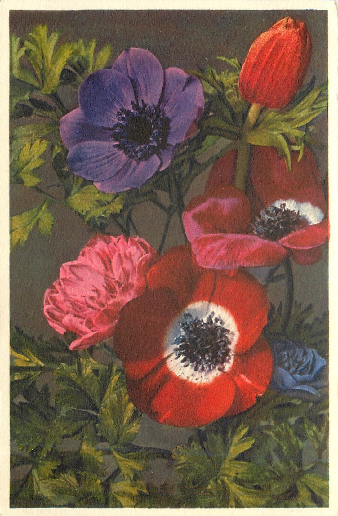 CPA Anemones des fleuristes Garden Anemones 