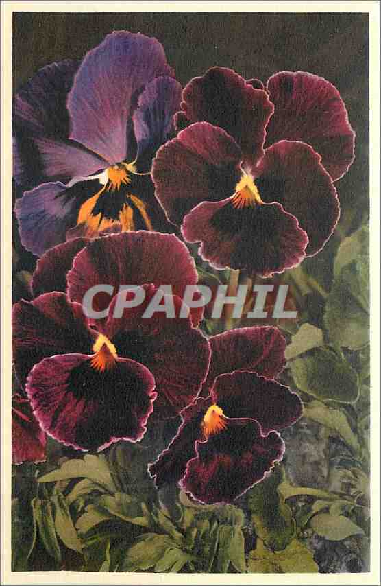 CPA Viola tricolor 