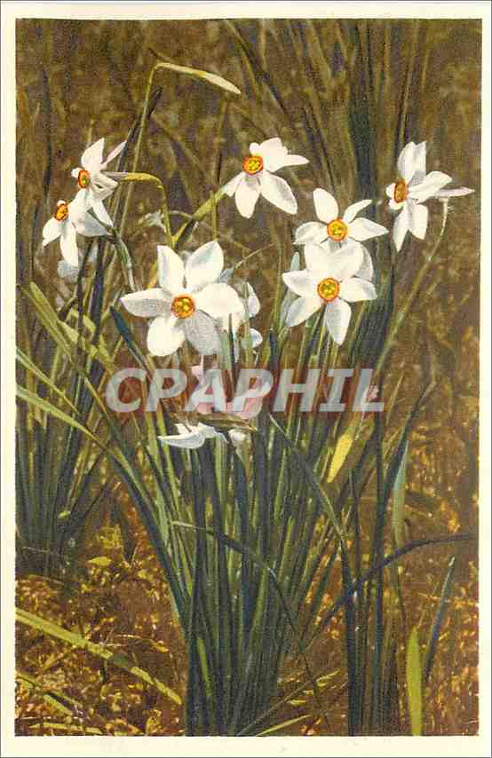 CPA Narcissus poeticus 