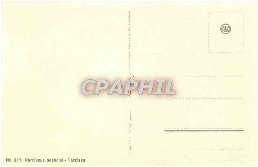 CPA Narcissus poeticus  — Rückseite