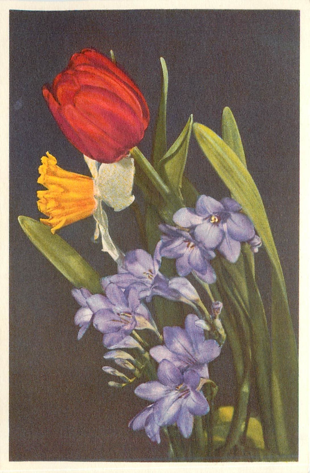 CPA Tulipa Narcissus pseudonarcissus Freesia 