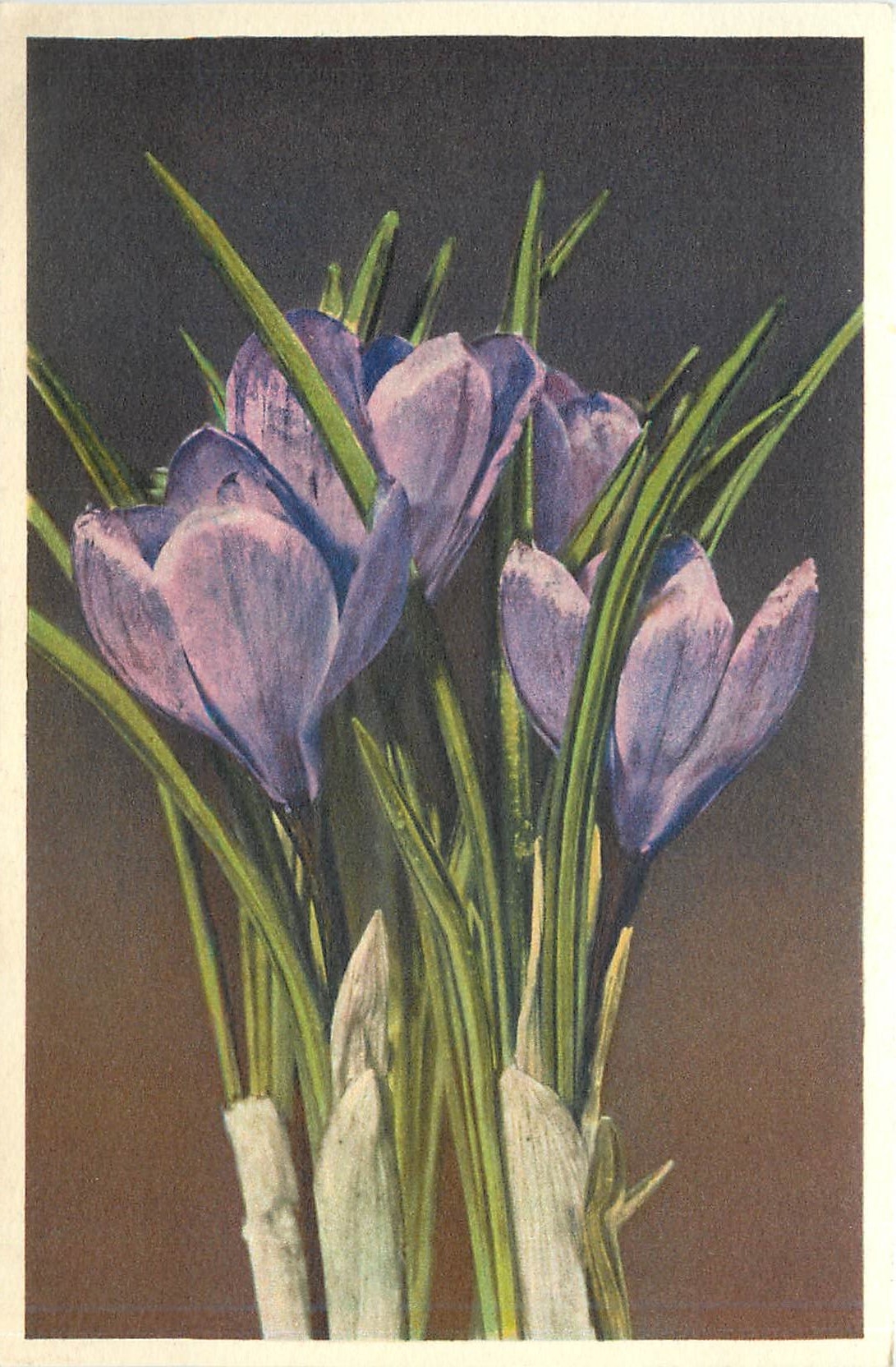 CPA Spring Crocus Fruhlingskrokus 