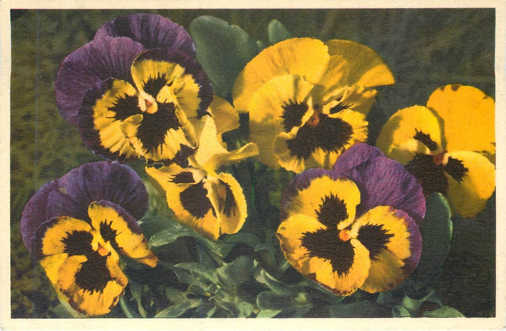 CPA Viola Tricolor Stiefmutterchen 