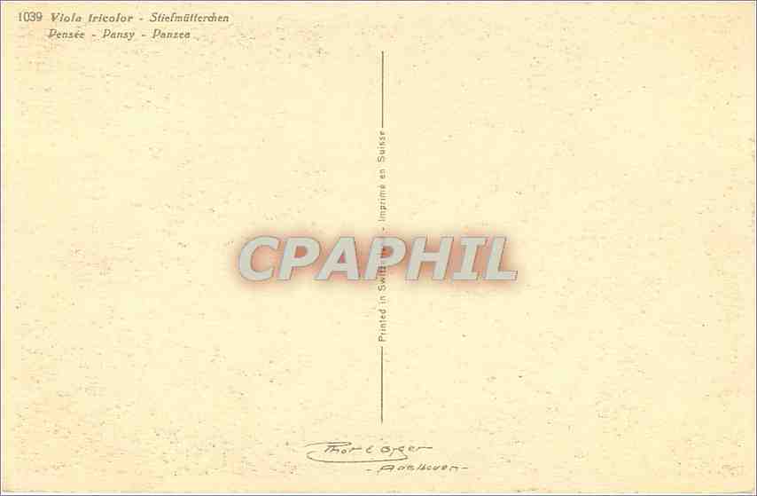 CPA Viola Tricolor Stiefmutterchen  — Rückseite