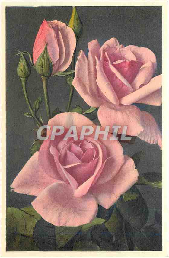 CPA Fleurs 