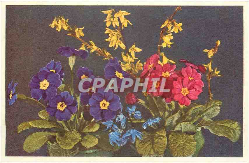 CPA Forsythia Primula 