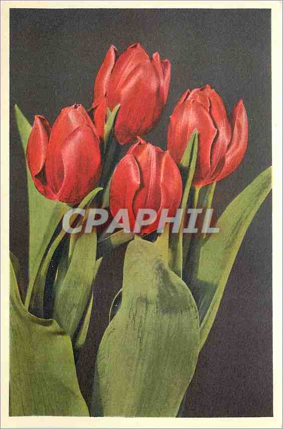 CPA Tulipa 