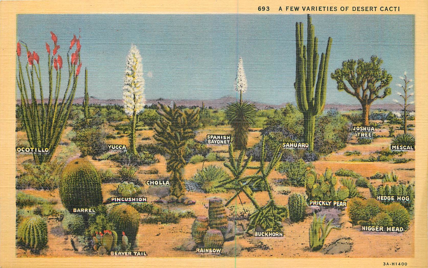 CPA A few varieties of Desert Cacti Cactus