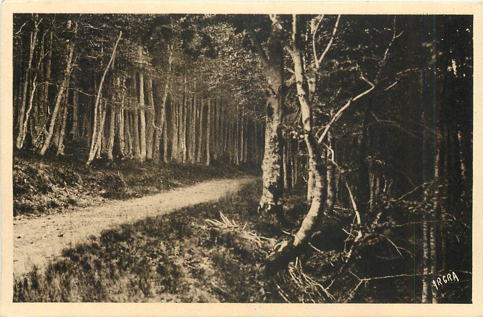 CPA Mont Aigoual Route en foret 