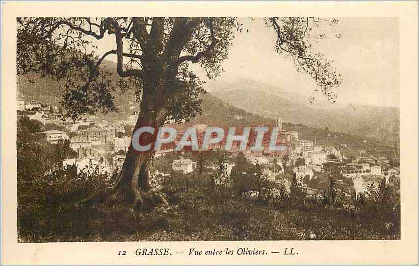 CPA Grasse Vue entre les Oliviers 