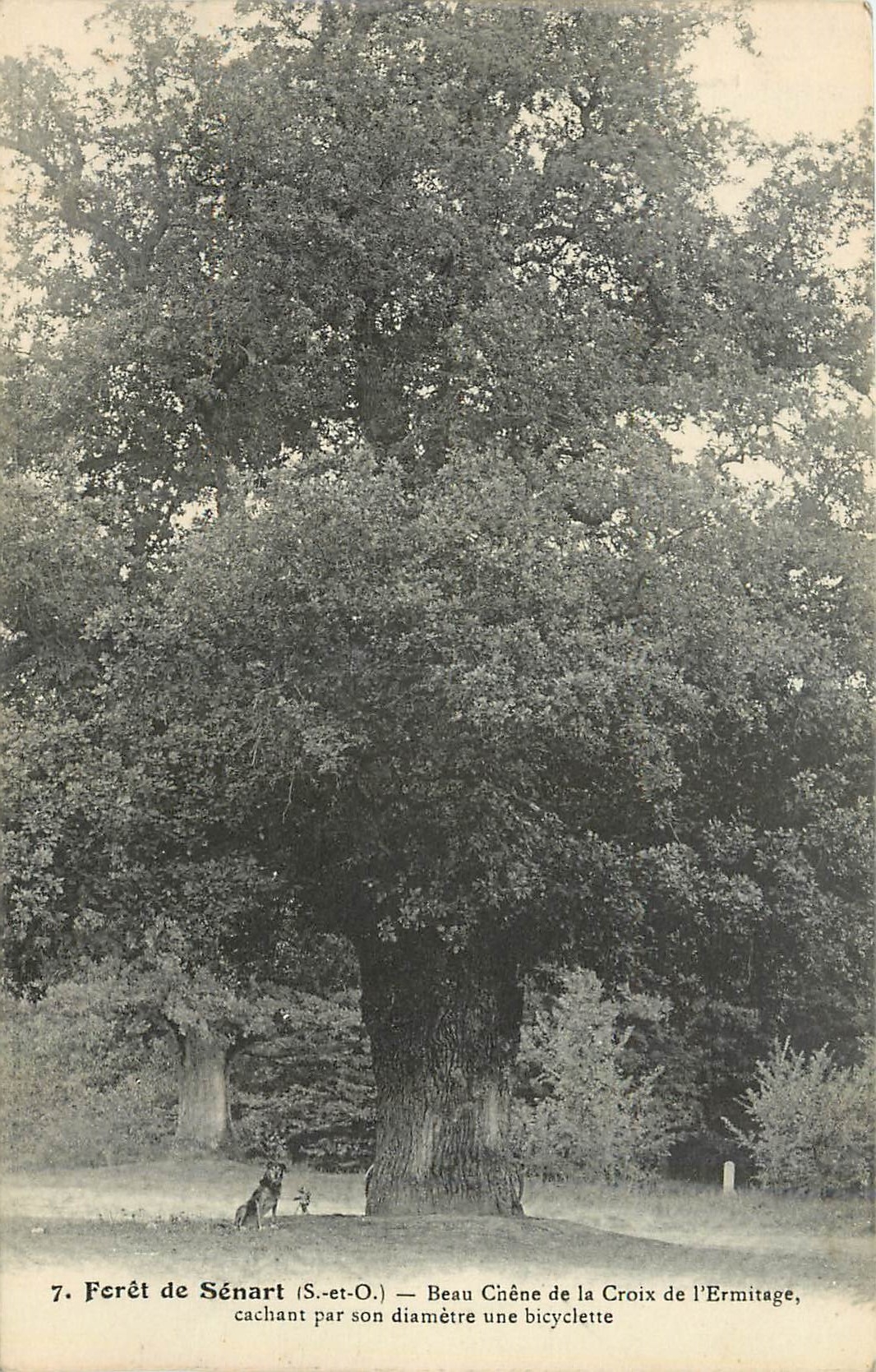 CPA Foret de Senart S et O Beau Chene de la Croix de l'Ermitage 