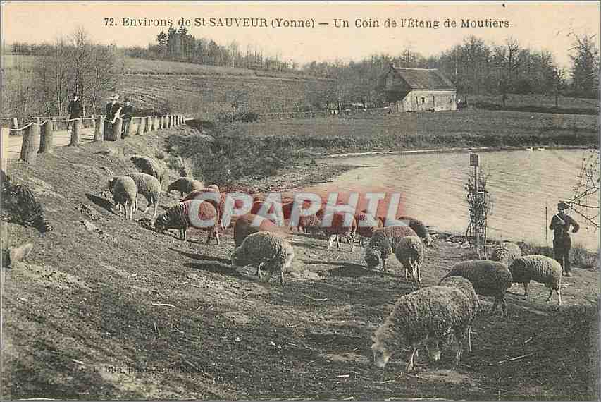 CPA Environs de St Sauveur Yonne Un Coin de l'Etang de Moutiers Moutons