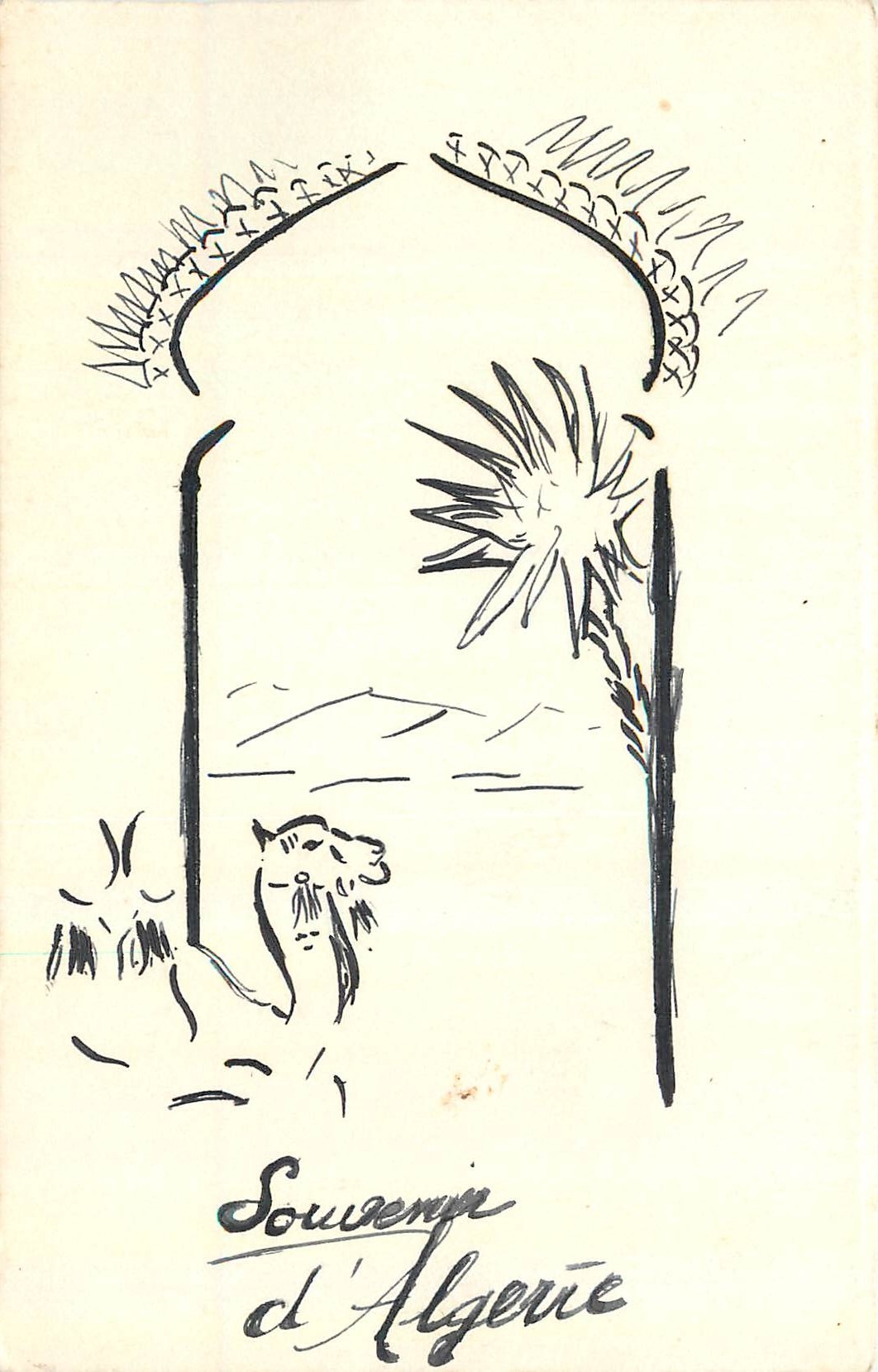 CPA Souvenir d'Algerie Chameau
