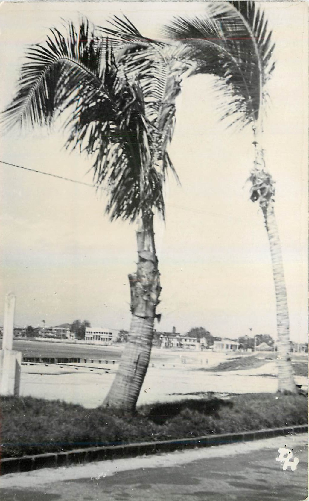 Photo Palmier