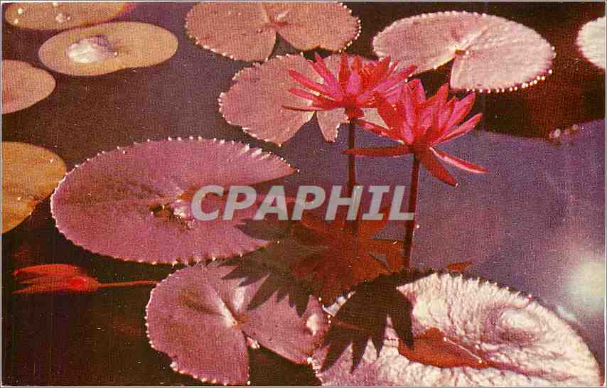 CPM The Lotus Water Lily National Bloom of Sri Lanka 