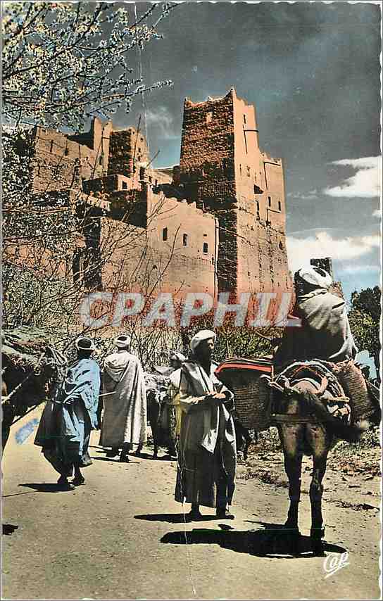 CPM Scenes et Types La Casbah et l'Amandier Ane Mule