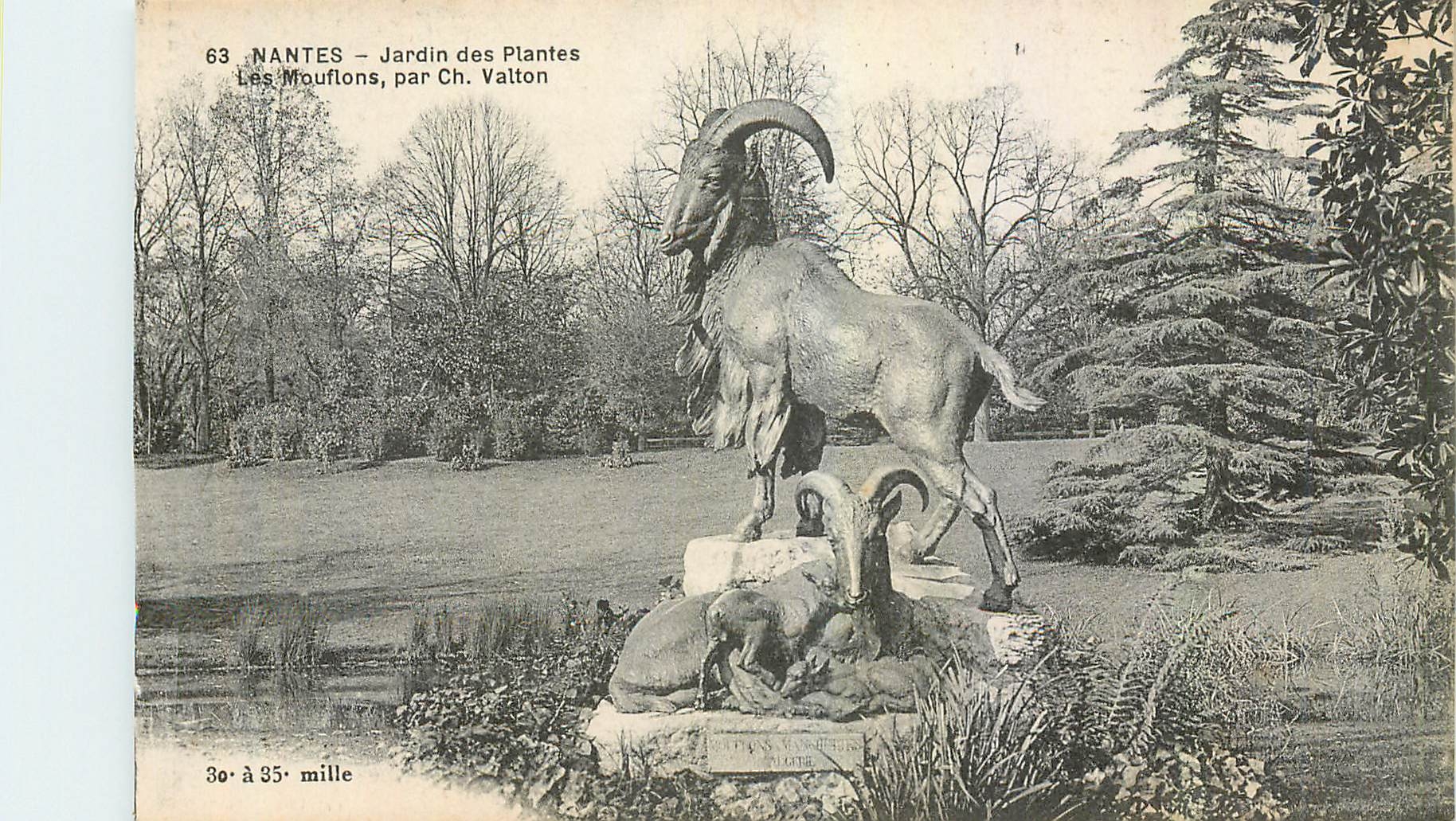 CPA Nantes Jardin des Plantes Les Mouflons par Ch Valton 