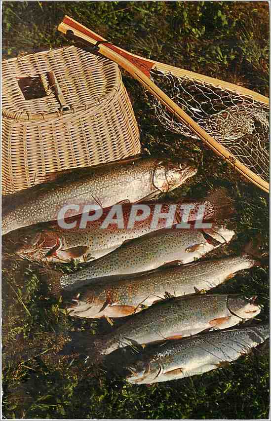 CPM A Good Days Catch Truites